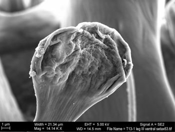 Media type: image; Invertebrate Zoology 131275